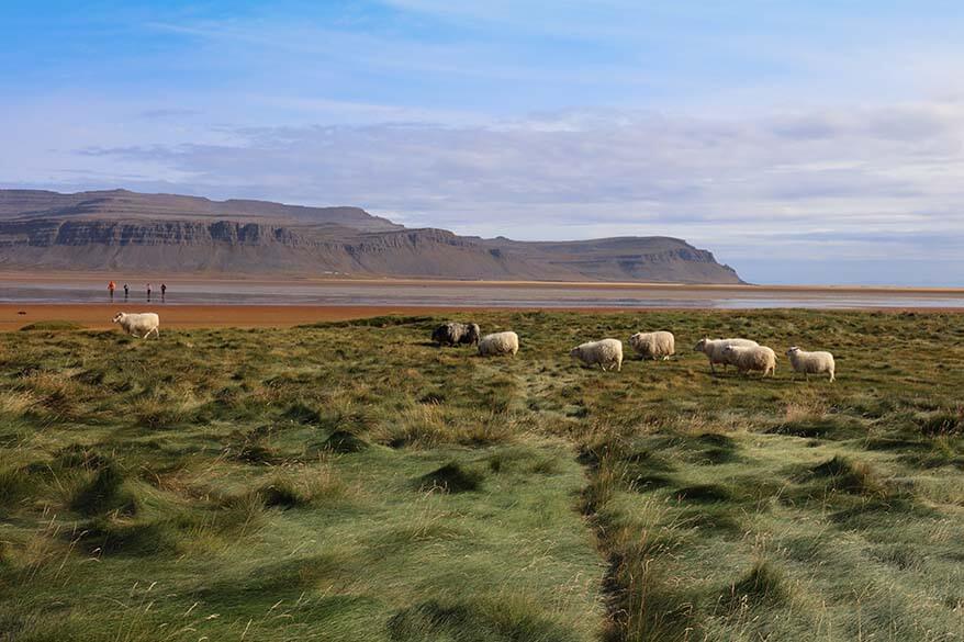 Sheep at Raudisandur beach in the Westfjords