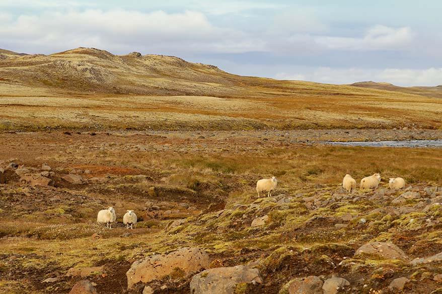 Sheep in Iceland