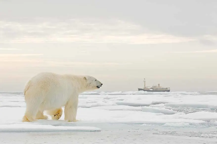 Polar bear in Svalbard