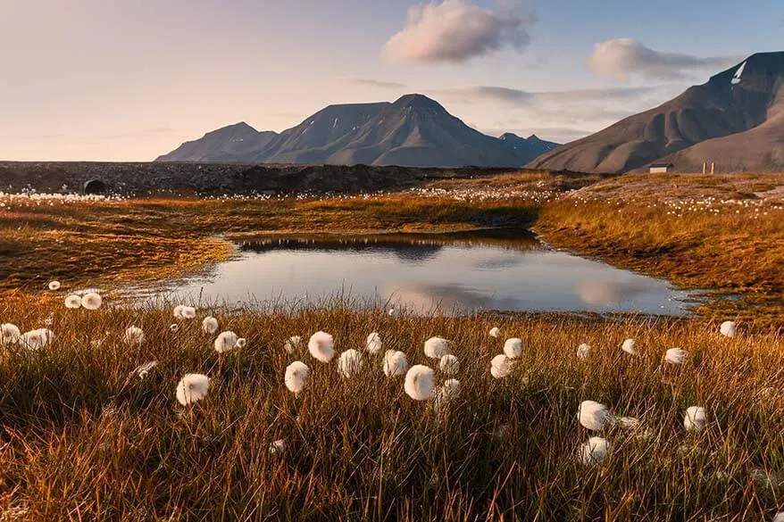 Svalbard landscape in summer