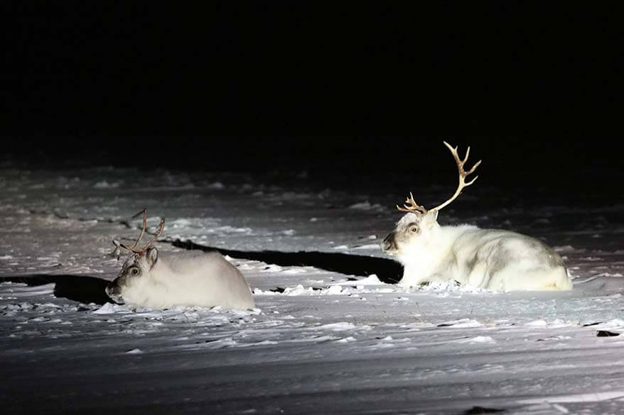 Svalbard reindeer in winter