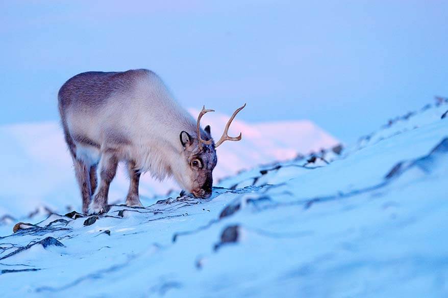 Svalbard reindeer