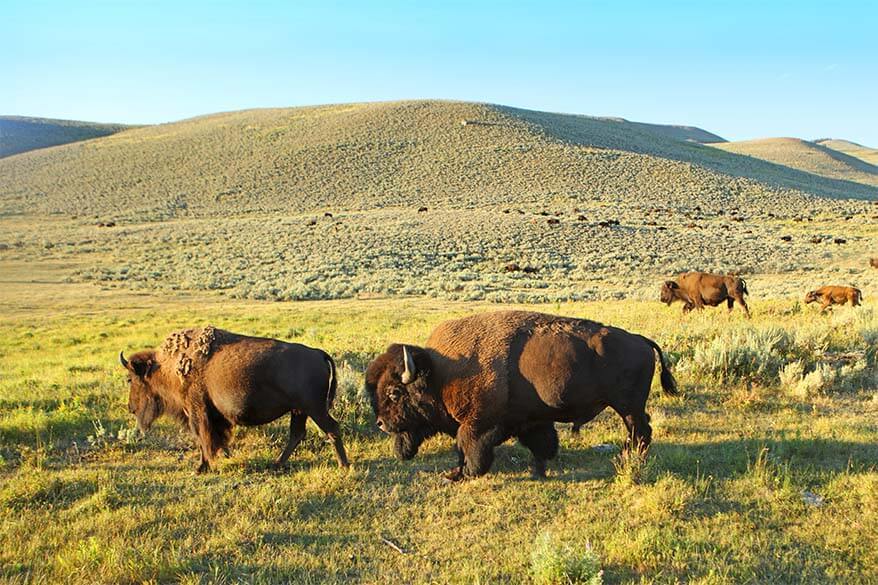 Bison in Lamar Valley in Yellowstone in July