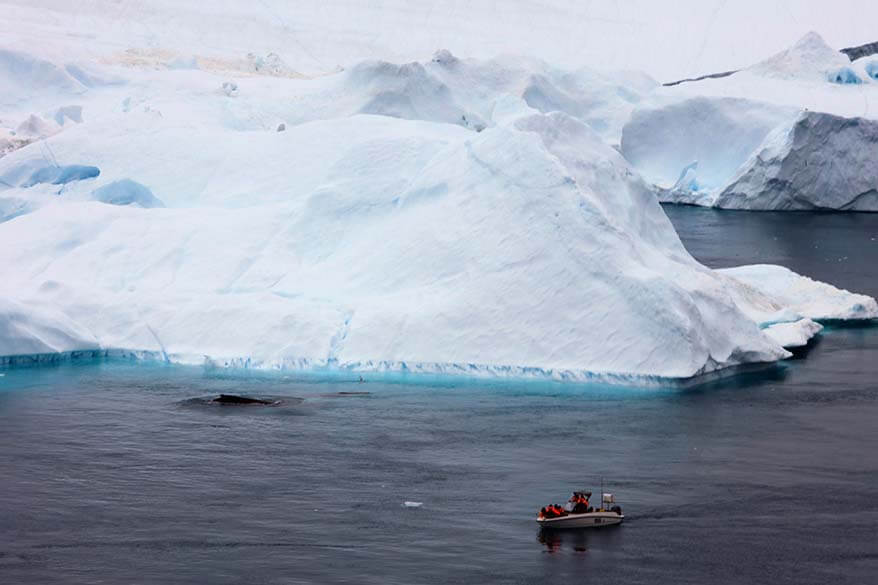 Whale watching in Ilulissat Greenland