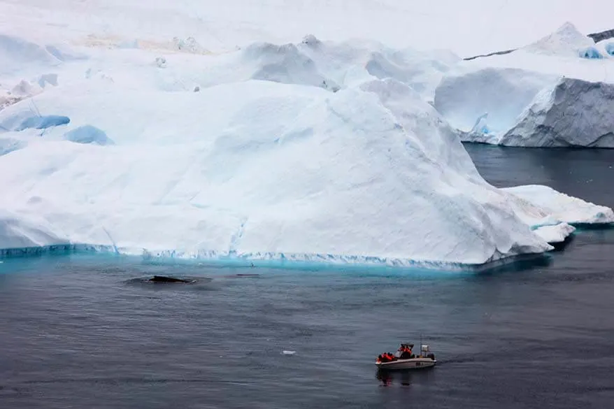 Whale watching in Ilulissat Greenland