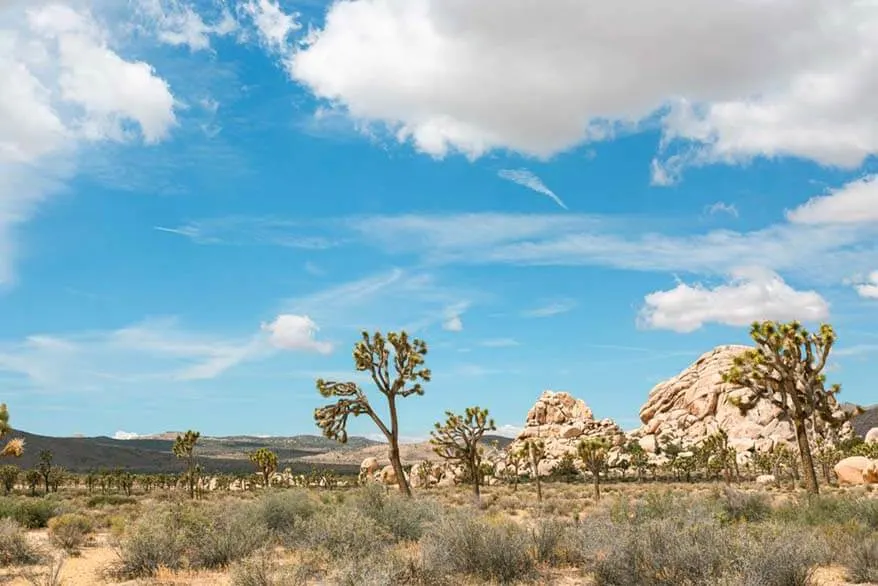 Joshua Tree NP in October