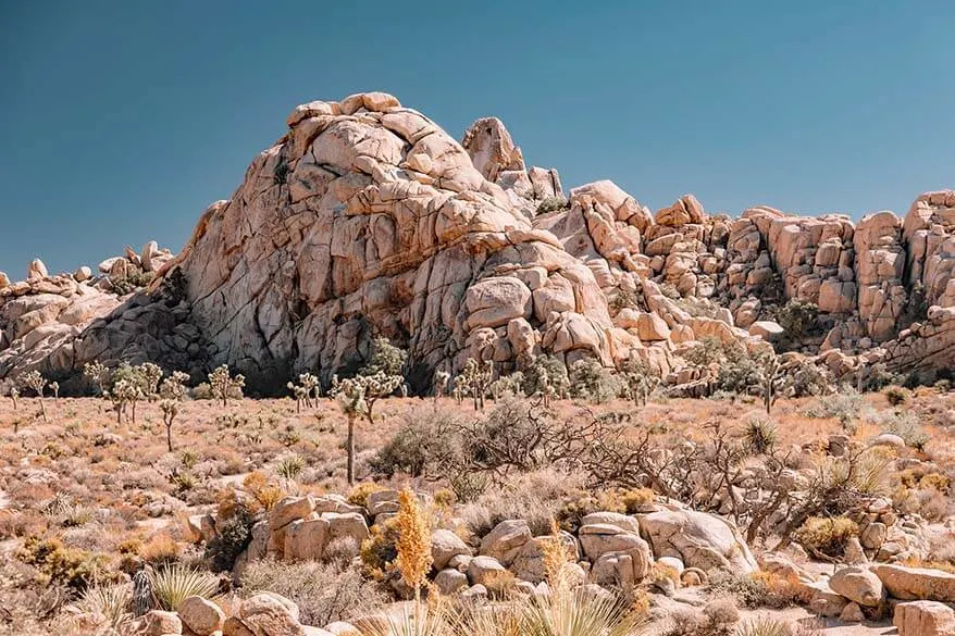 Joshua Tree National Park in September