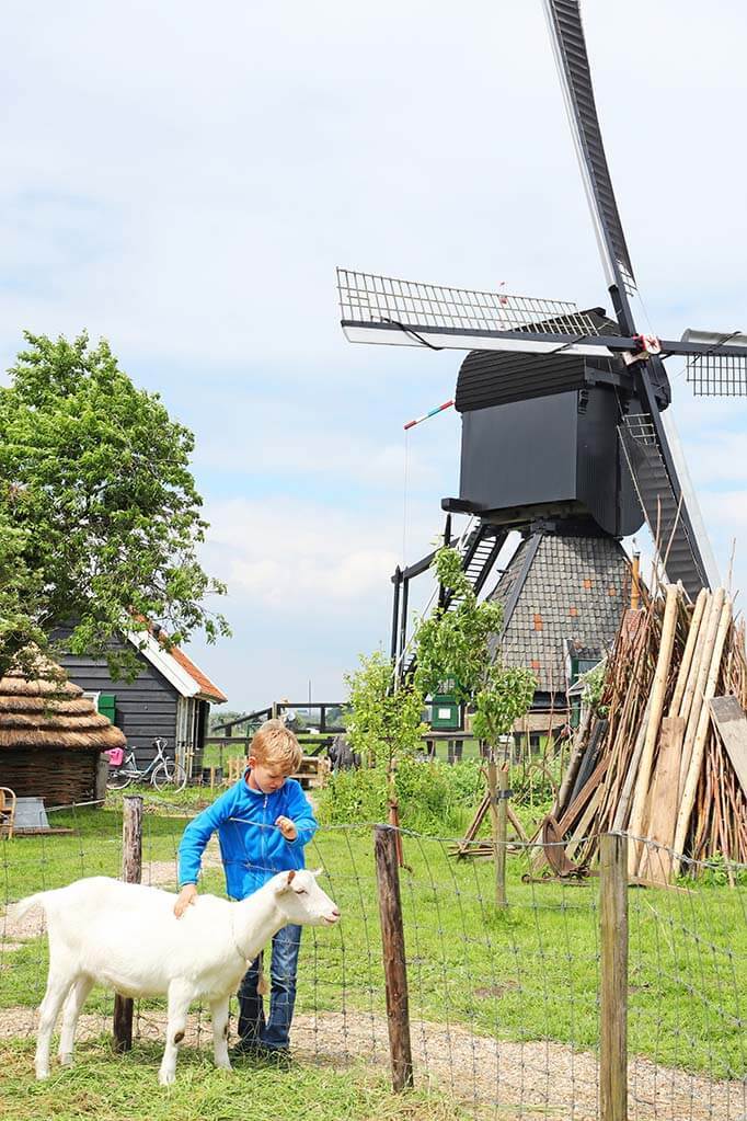 Kids petting a goat at the windmills of Kinderdijk