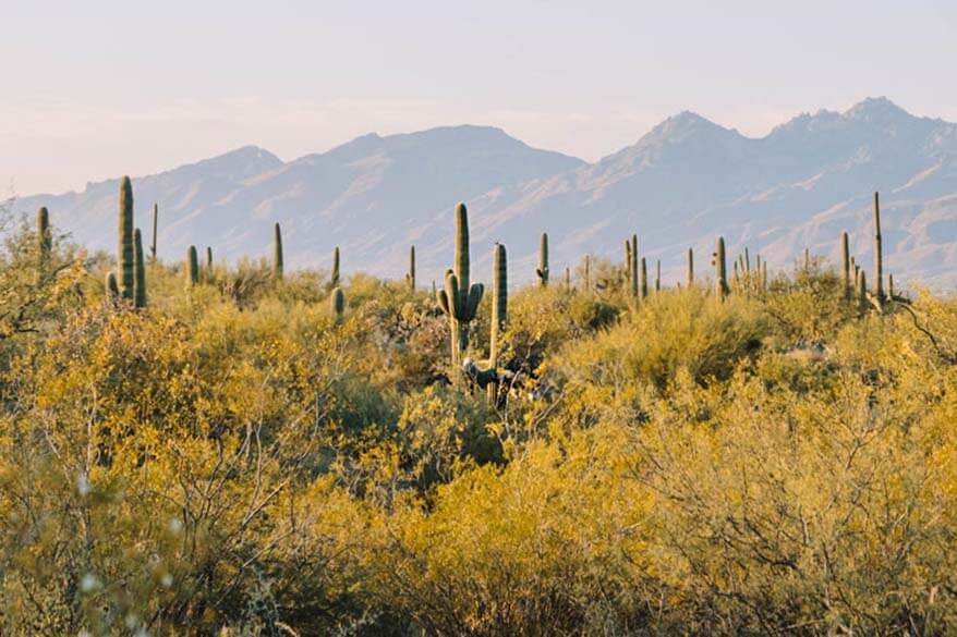 Saguaro National Park in November