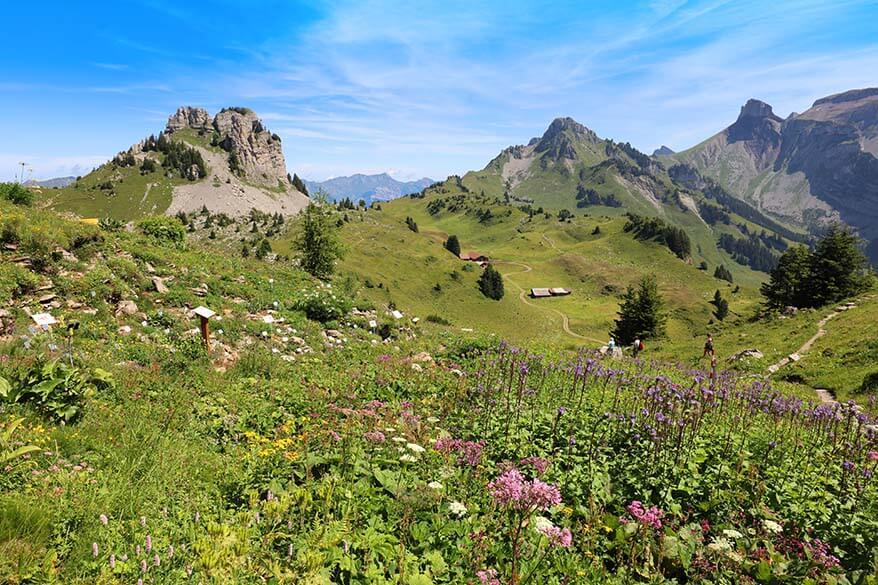 Swiss Flower Trail - Botanical Alpine Garden at Schynige Platte