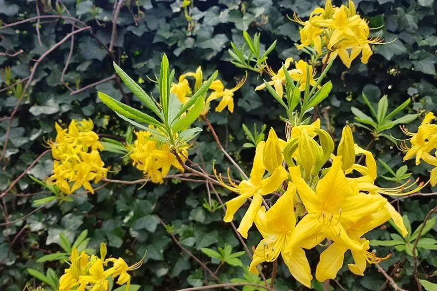 Yellow flowers