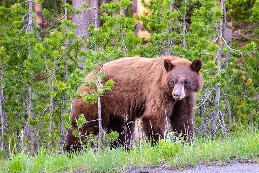 Bear in Yellowstone National Park