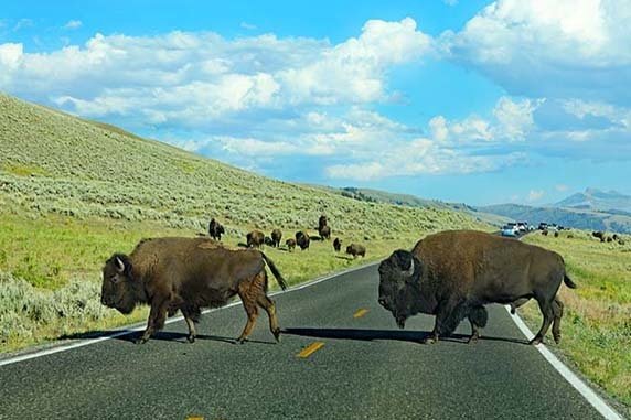 Bison on the road in Yellowstone National Park