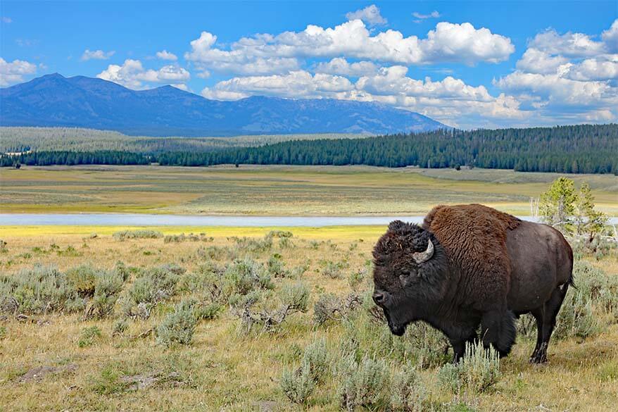 2 Days in Yellowstone: Detailed Itinerary, Map, Must-Sees & Tips