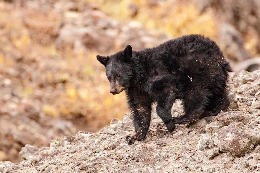 Bear in Yellowstone