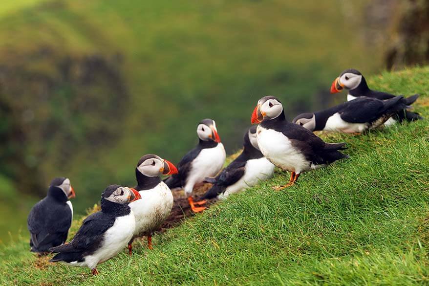 Puffins