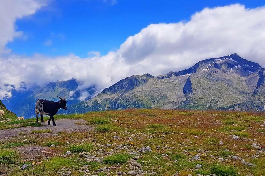 Zillertal mountains in summer