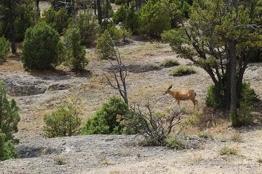 Deer at the Upper Terrace Loop Drive in Mammoth Hot Springs geothermal area