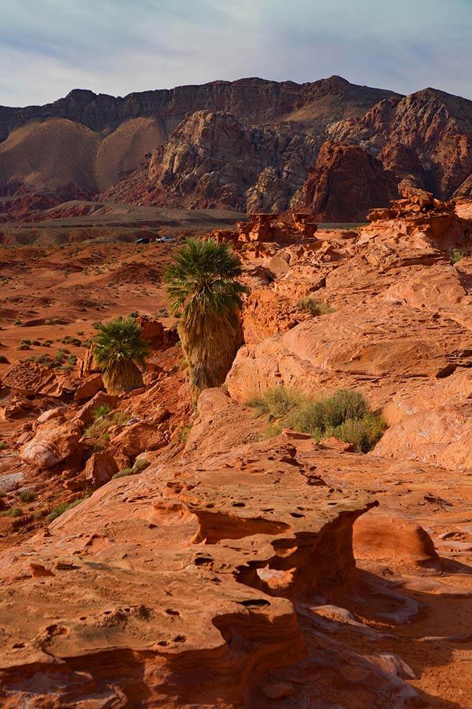 Desert landscape of Gold Butte National Monument