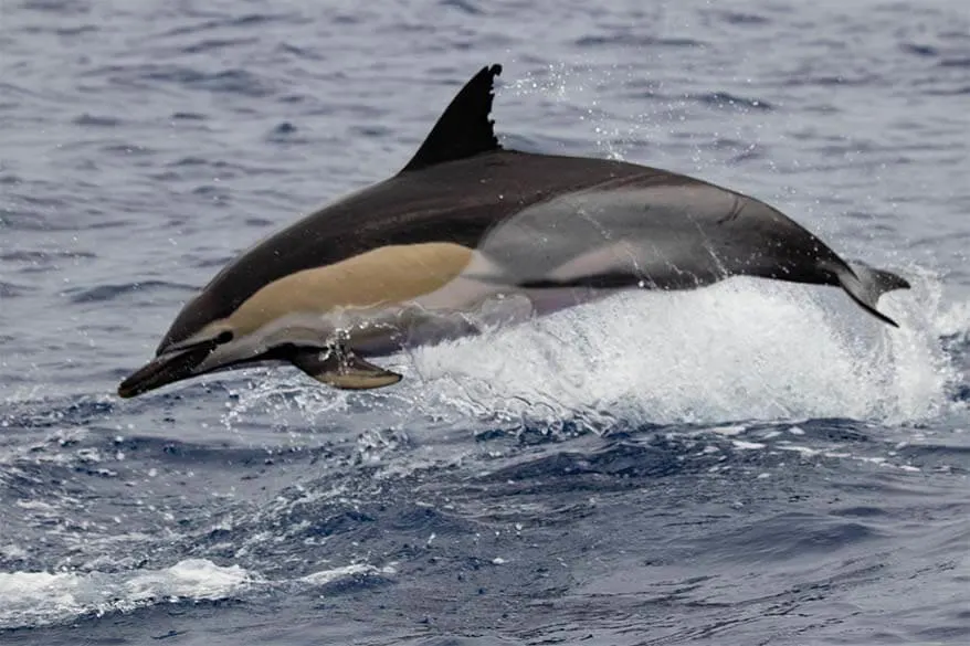 Whale watching is one of the best things to do in Sao Miguel in the Azores