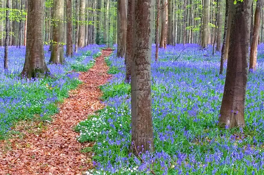 Hallerbos in Belgium in April