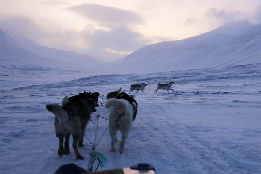 Reindeer crossing the path on the dog sledding tour in Svalbard