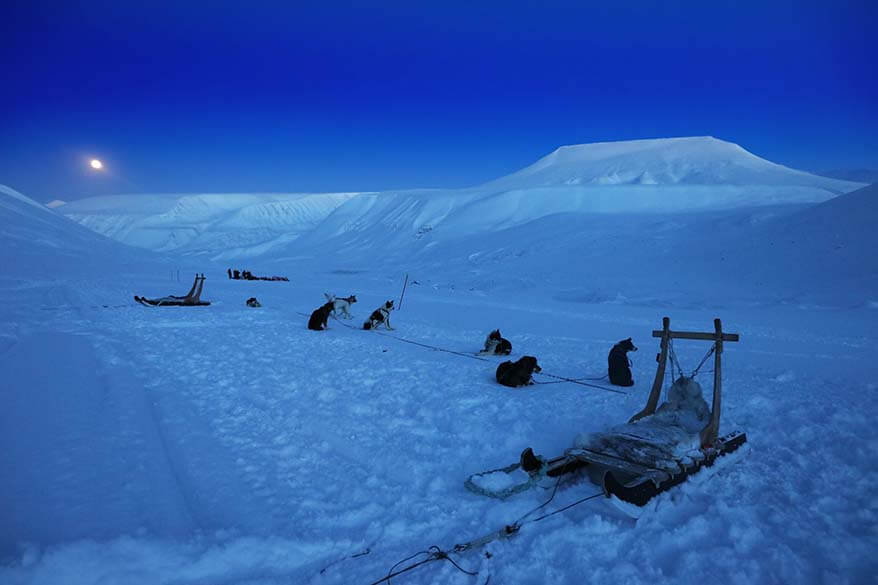 Sled dogs at Scott Turner Glacier near Longyearbyen in Spitsbergen Svalbard