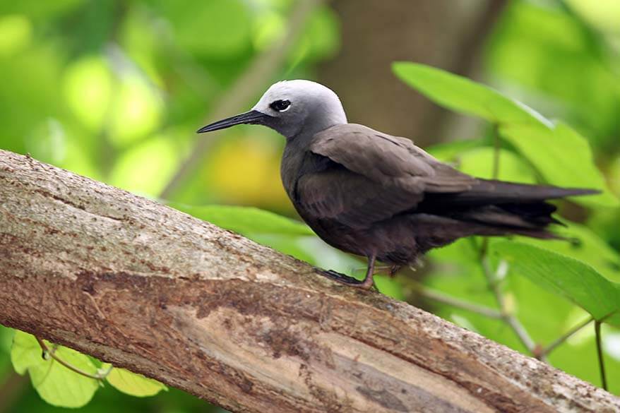 Birds on Cousin Island in Seychelles