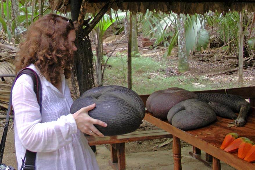 Coco de mer at Vallee de Mai Nature Reserve on Praslin Island Seychelles