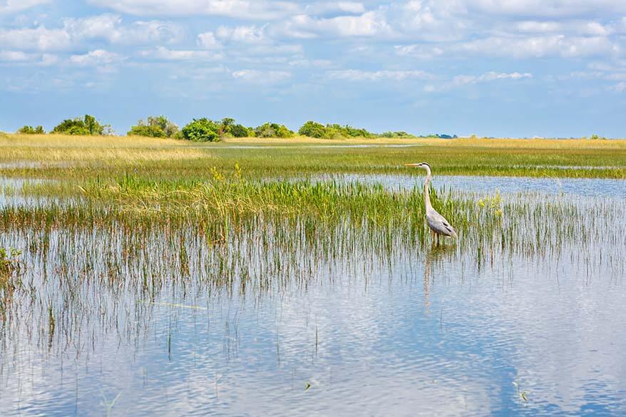 Everglades National Park in January