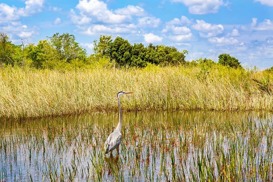 Everglades National Park in spring