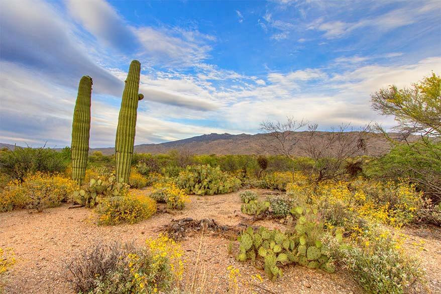 Saguaro National Park in spring