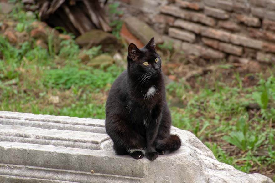 Cat at Largo di Torre Argentina in Rome