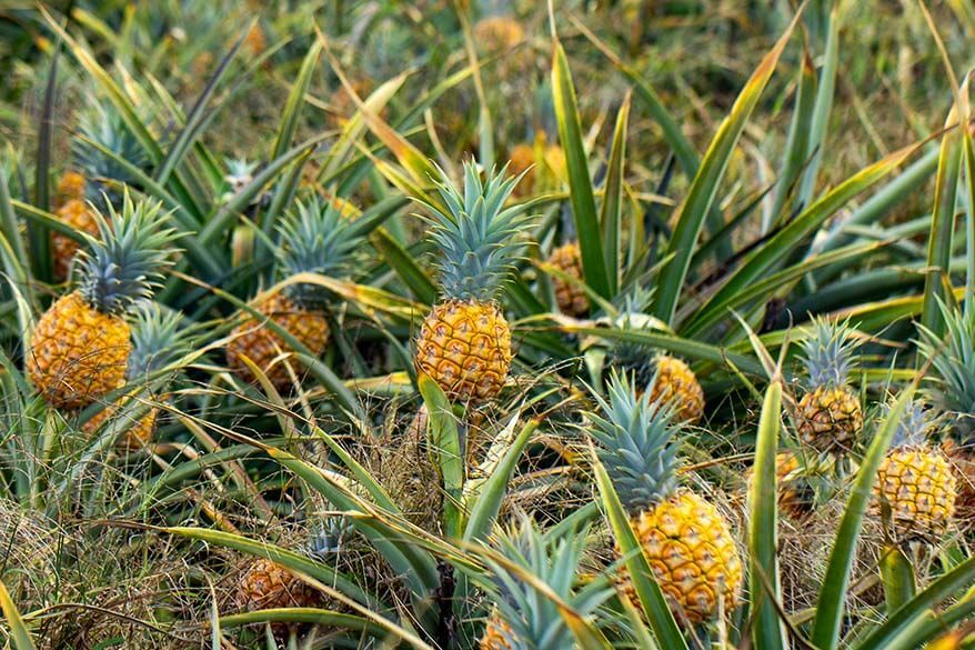 Maui Pineapple Tour