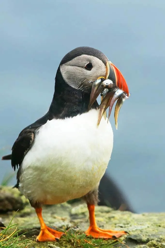 Puffin with fish, Faroe Islands