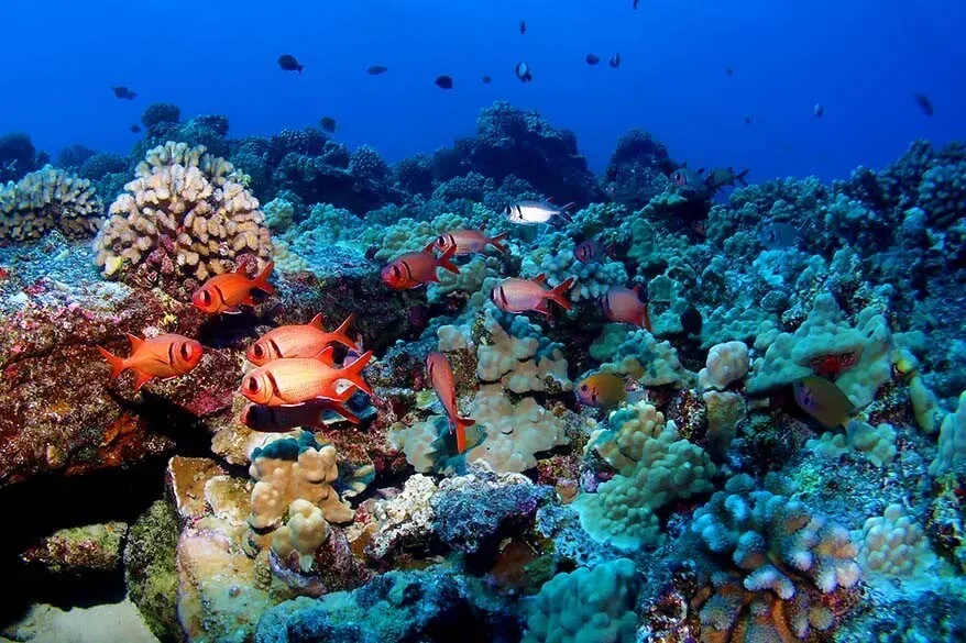 Snorkeling at Molokini is one of the best tours in Maui Hawaii