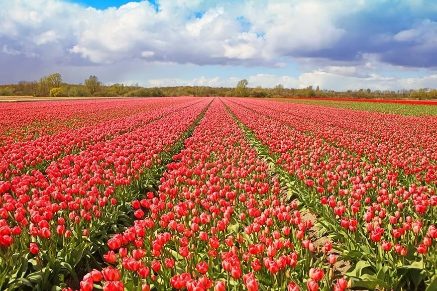 Tulip fields in the Netherlands in spring