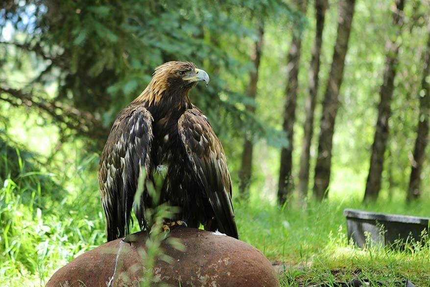 Eagle at Aspen Center for Environmental Studies