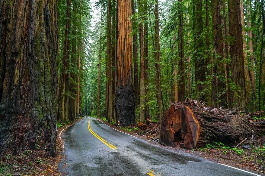 Avenue of the Giants at Redwood National and State Parks