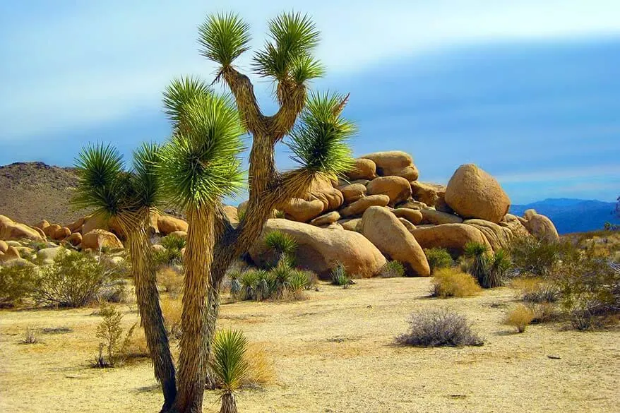 Joshua Tree National Park in May