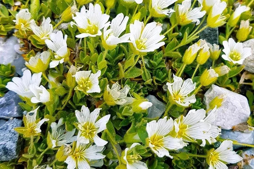 Mountain flowers at Stubai Glacier in summer