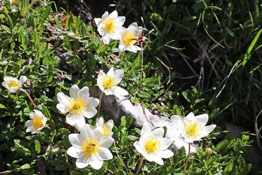 Wildflowers in the Italian Dolomites