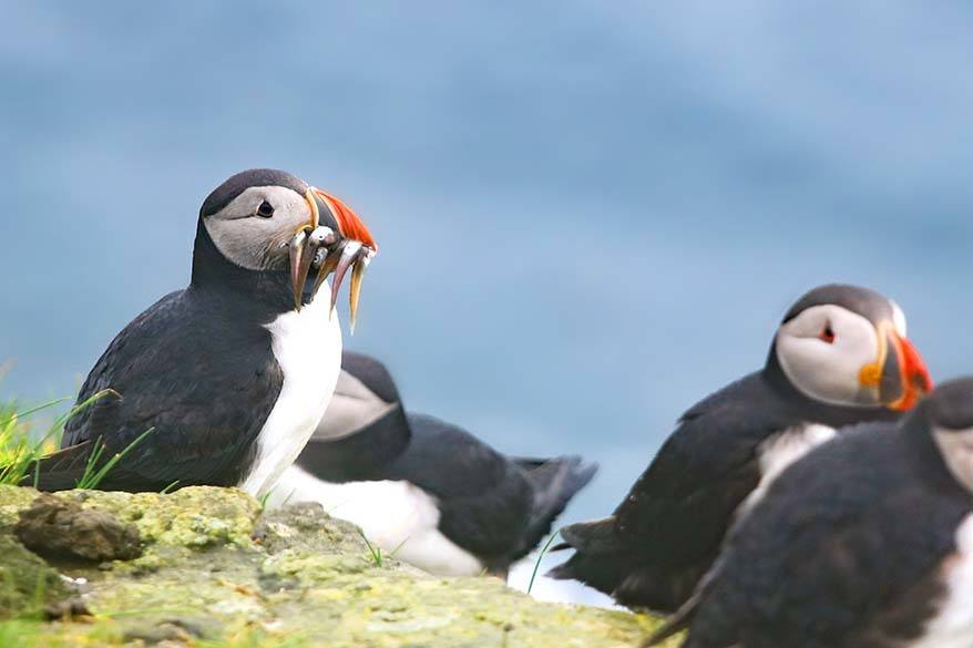 Puffins on Heimaey Island Iceland