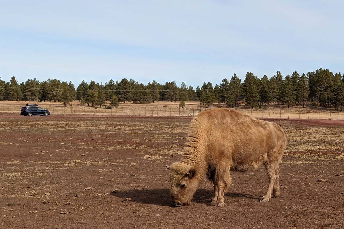 Bearizona Wildlife Park in Williams Arizona