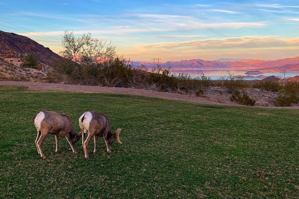 Bighorn sheep in Hemenway Park in Boulder City Nevada