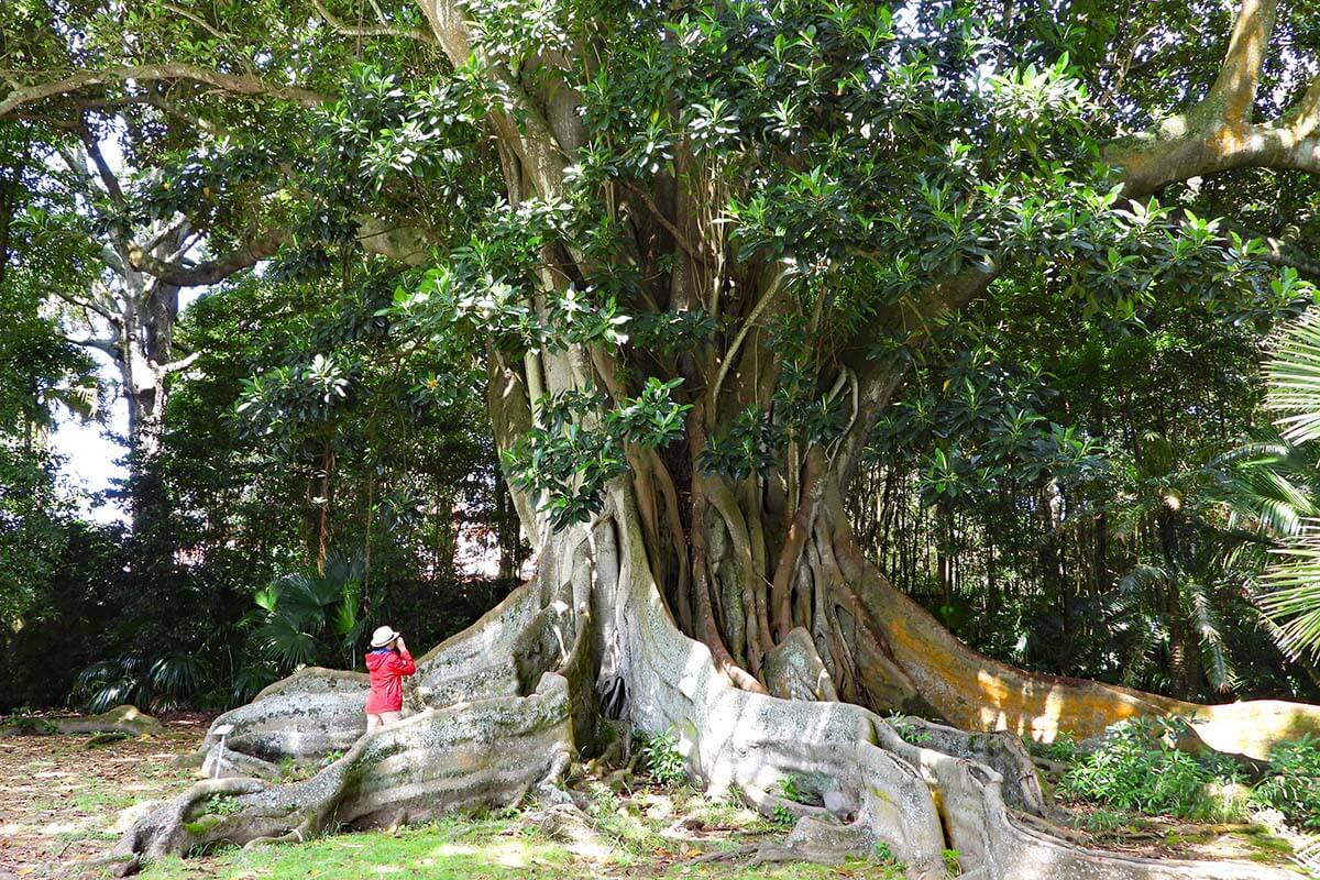 José do Canto Botanical Garden in Ponta Delgada Azores