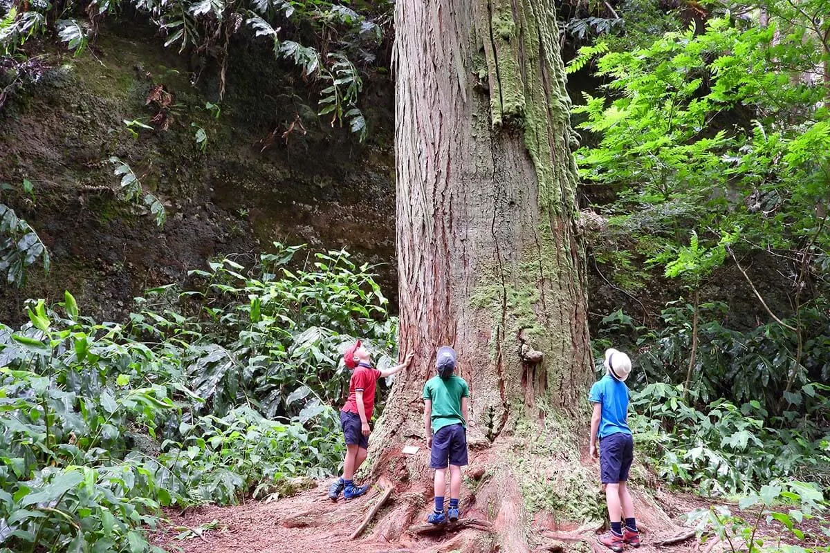 Giant sequoia at Jose do Canto Garden in Furnas