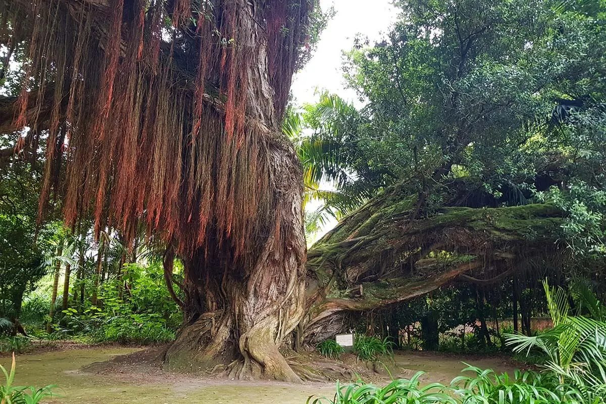 Park Terra Nostra in Furnas Azores