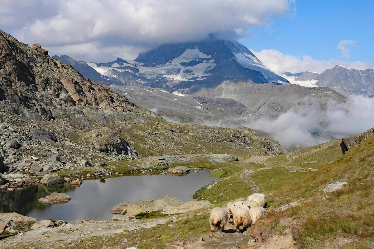 Sheep at Riffelsee in Zermatt Switzerland