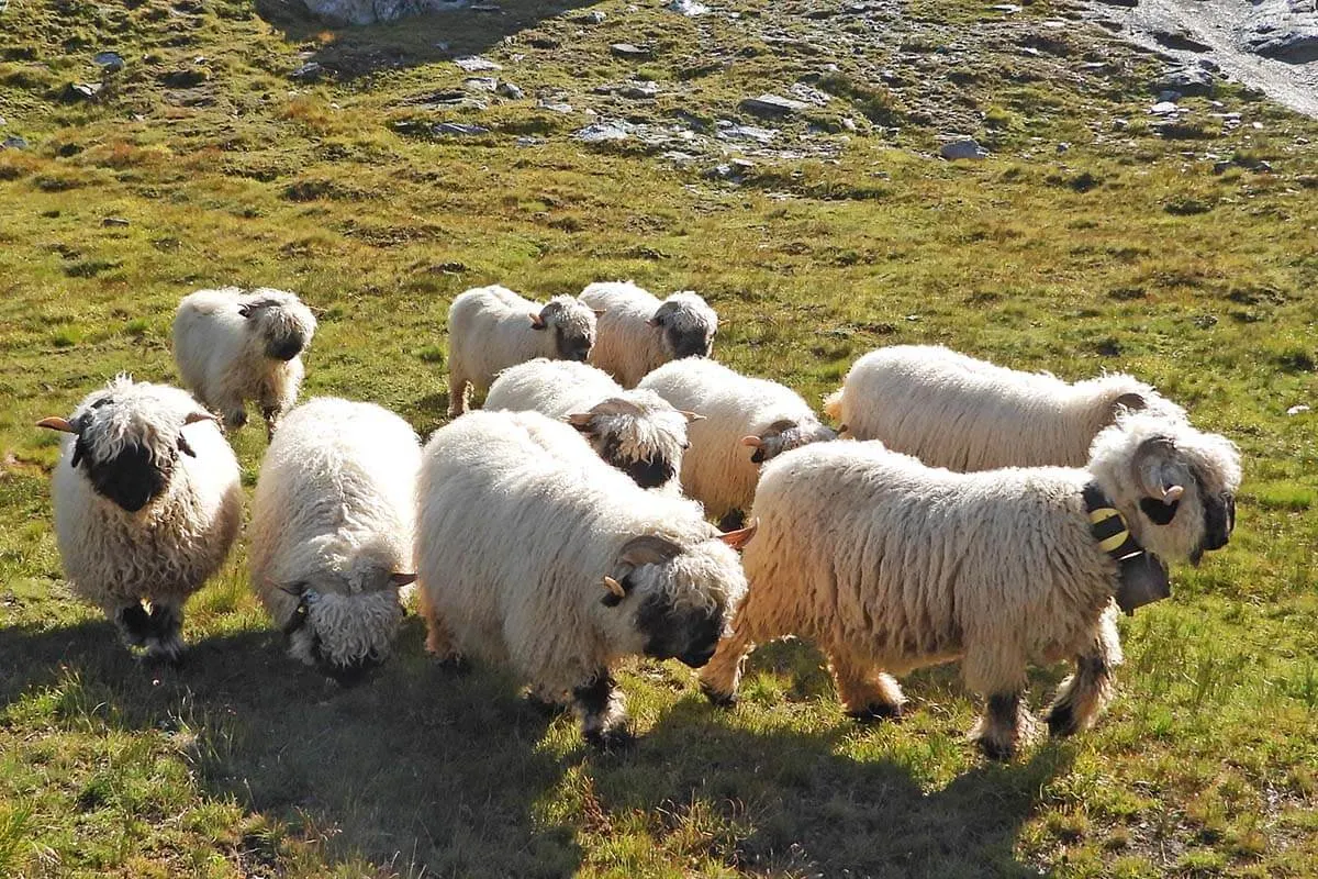 Blacknose Zermatt sheep